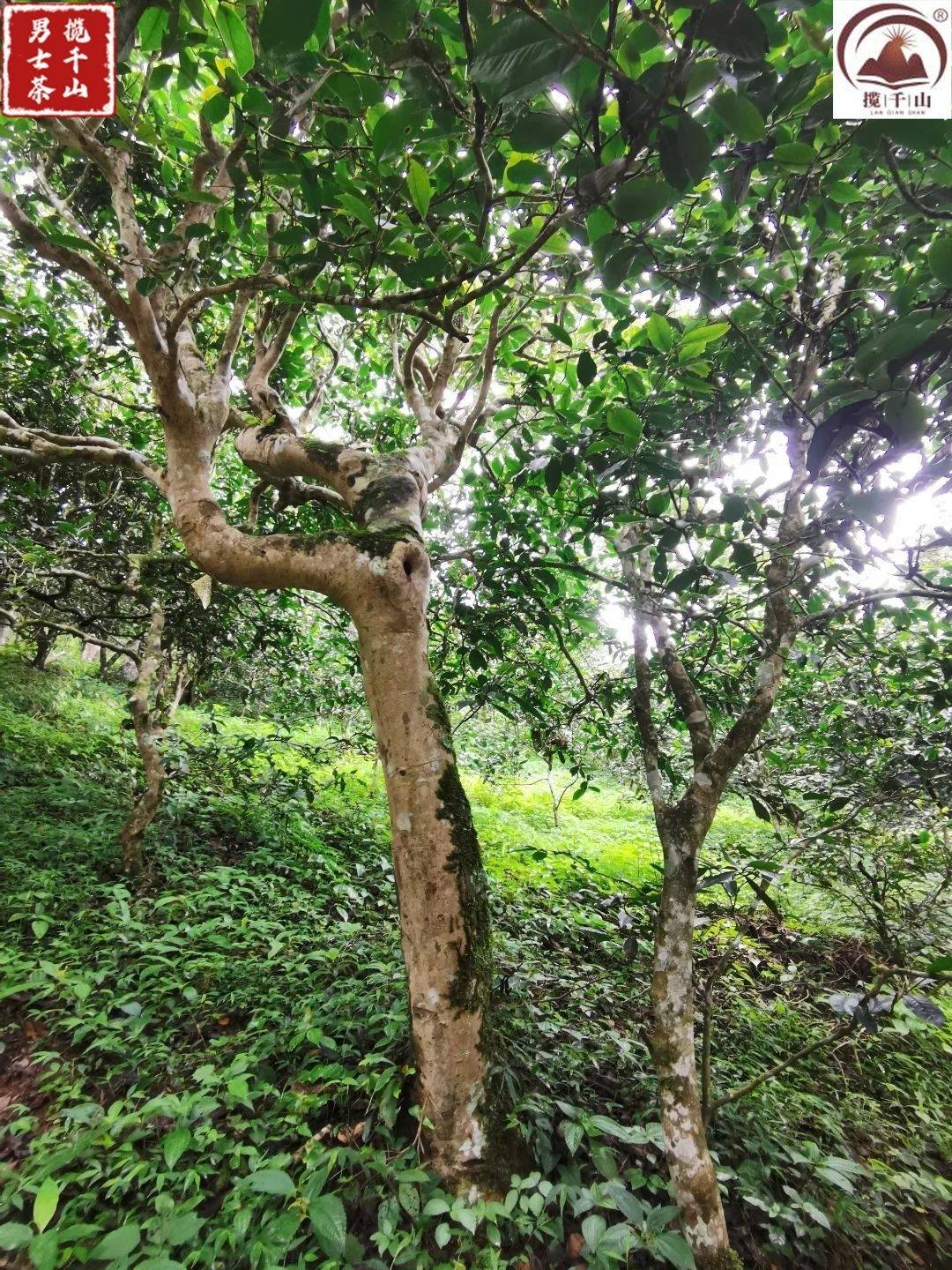 皇冠登1登2登3_六大古茶山之革登茶山（2）