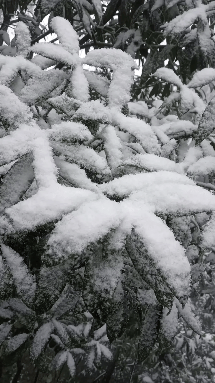 介绍个皇冠信用網网址_中心城区也下雪啦介绍个皇冠信用網网址！重庆明后天最低温仅-3℃