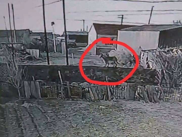 皇冠信用网登3代理
_辽宁一农户17只羊一夜之间被不明生物咬死皇冠信用网登3代理
，警方回应